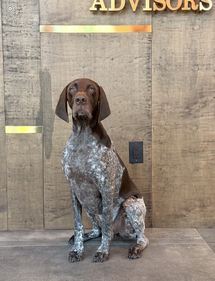 Leroy, Office Dog at Aligned Advisors